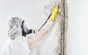 Mold Documentation for Insurance Claims in Crown Heights, NY